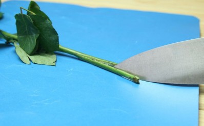 Расщепление ствола розы ножём