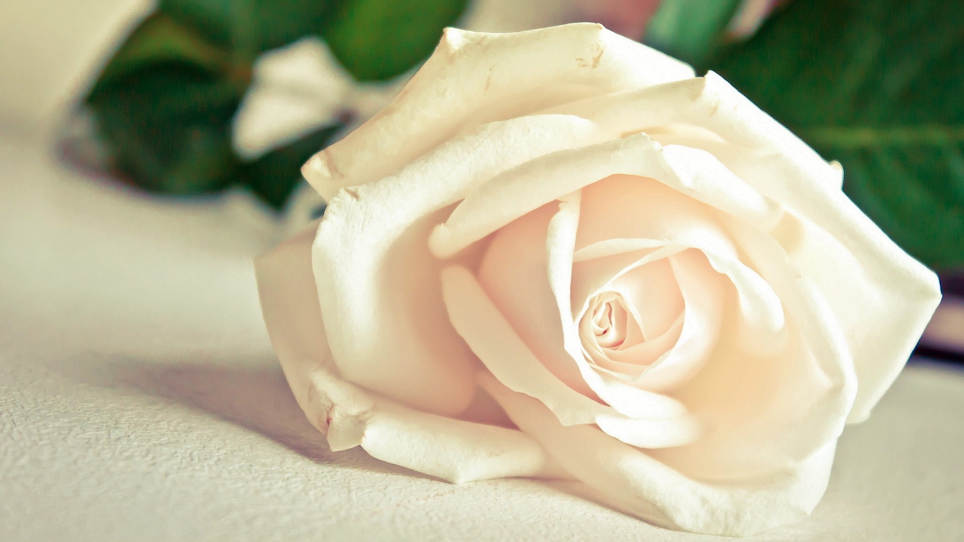 Nature___Flowers_Beautiful_white_rose_on