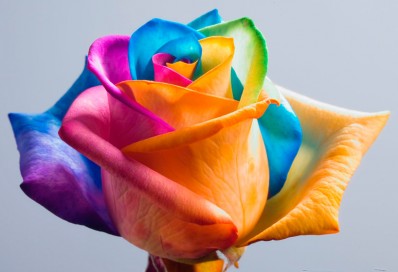 Разноцветная роза в домашних условиях