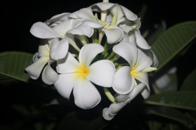 Тиаре - любимый цветок на Таити