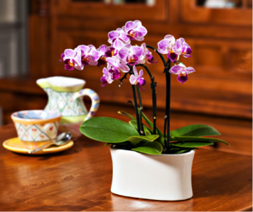 Mini orchid