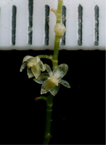 The smallest orchid discovered yet