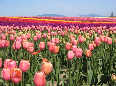 Тюльпаны в особом почёте в Голландии, США, Швейцарии