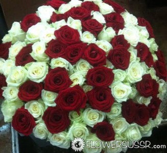 Bouquet of 201 red and white roses
