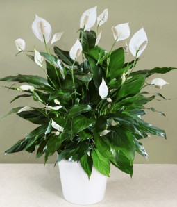 Order spathiphyllum to be delivered to home or office