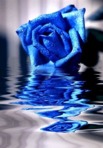 Синяя розы - символ мистичности и недостижимости идеала