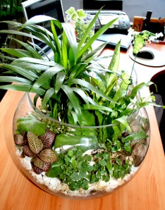 Комнатное растение - прекрасный подарок для офисного работника