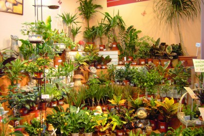 Комнатные растения в цветочном салоне