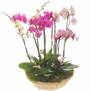Орхидея с доставкой