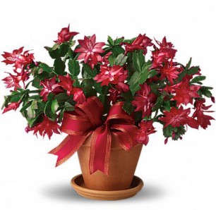 Christmas Cactus 