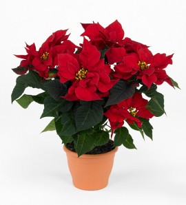 Red poinsettia