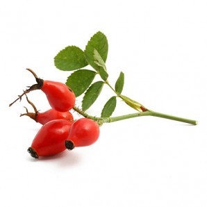 Шиповник