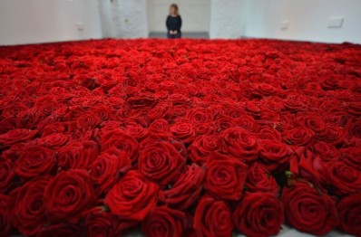 Room filled with roses