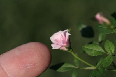 The smallest rose in the world