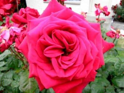 The-Biggest-Rose