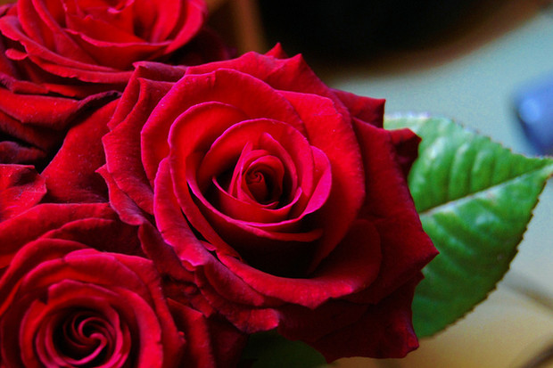 Interesting facts about roses