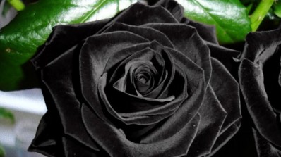 Black rose is not actually black