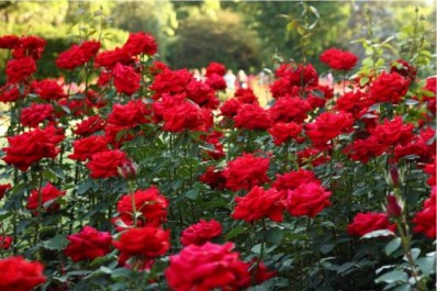 rose plantations