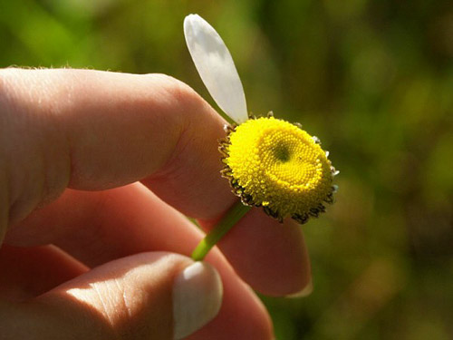 national-and-popular-flowers-in-russia-flowersussr