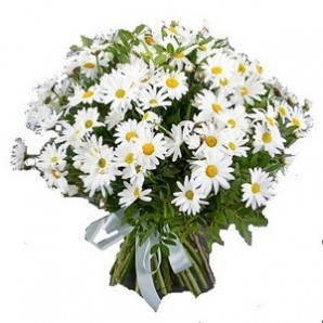 Bouquet of chamomiles to Russia