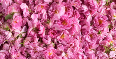 Damask rose used for oil extraction 