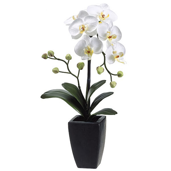 Orchid. Орхидея